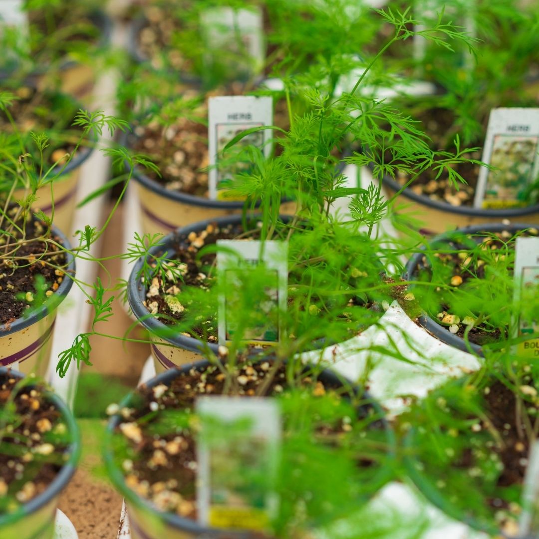 Dill – Bouquet – 4″ Pot